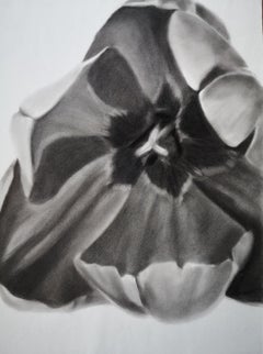 Tulip, Drawing, Charcoal on Paper