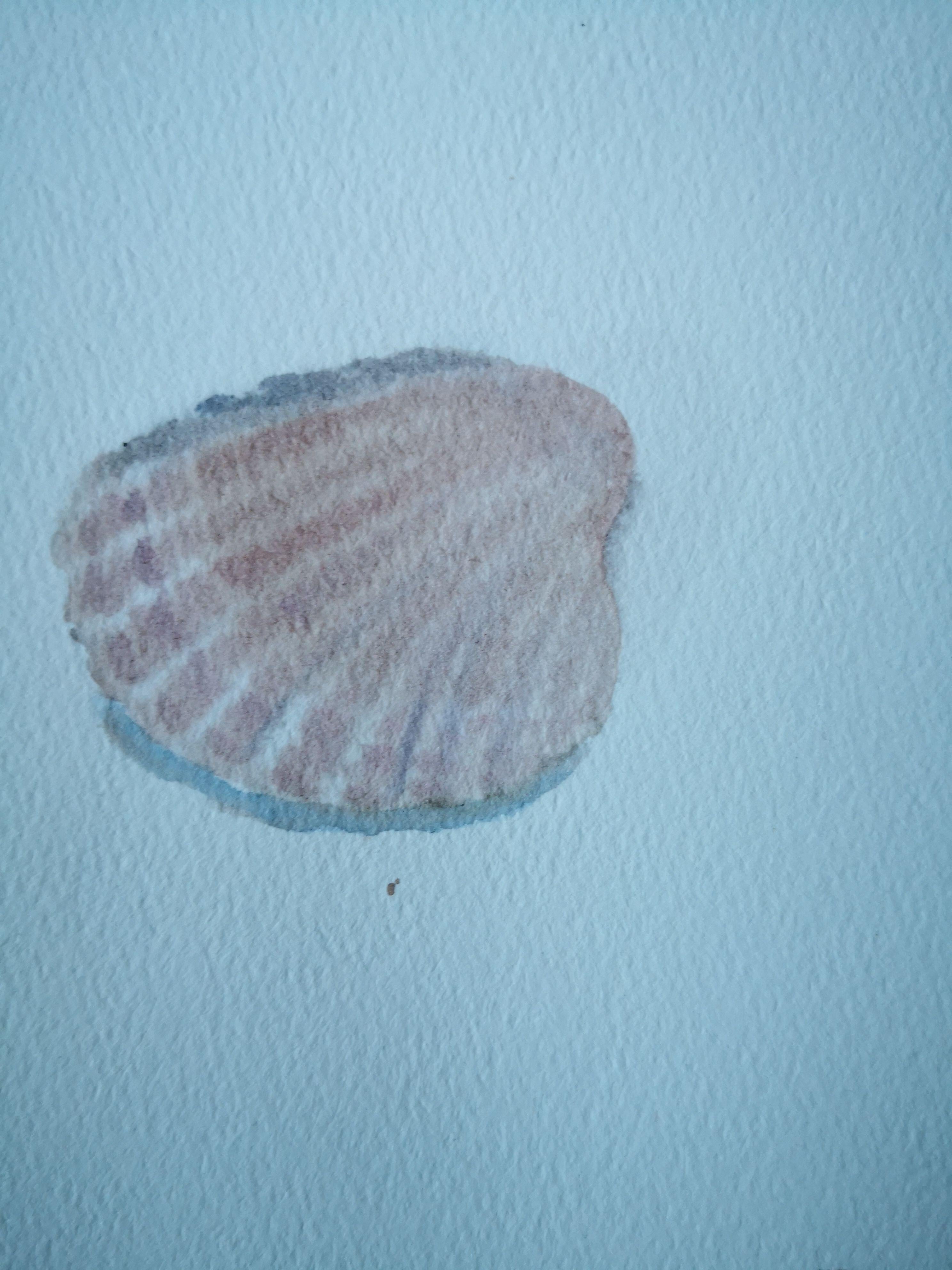 Watercolor work on archival quality paper. A simple watercolor study using things found around the house and a collection of shells. :: Painting :: Contemporary :: This piece comes with an official certificate of authenticity signed by the artist ::