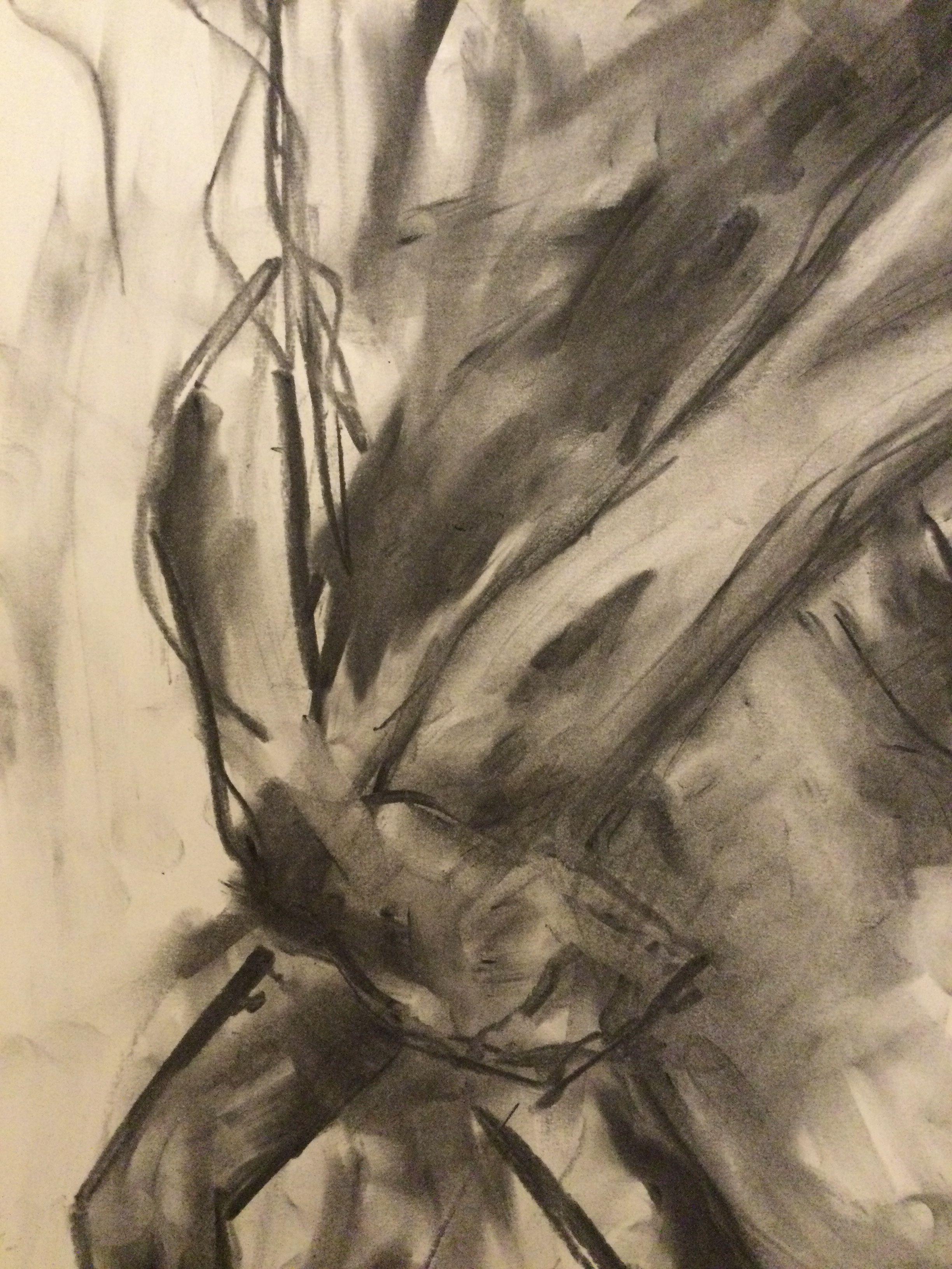 Dove, Drawing, Charcoal on Paper 1