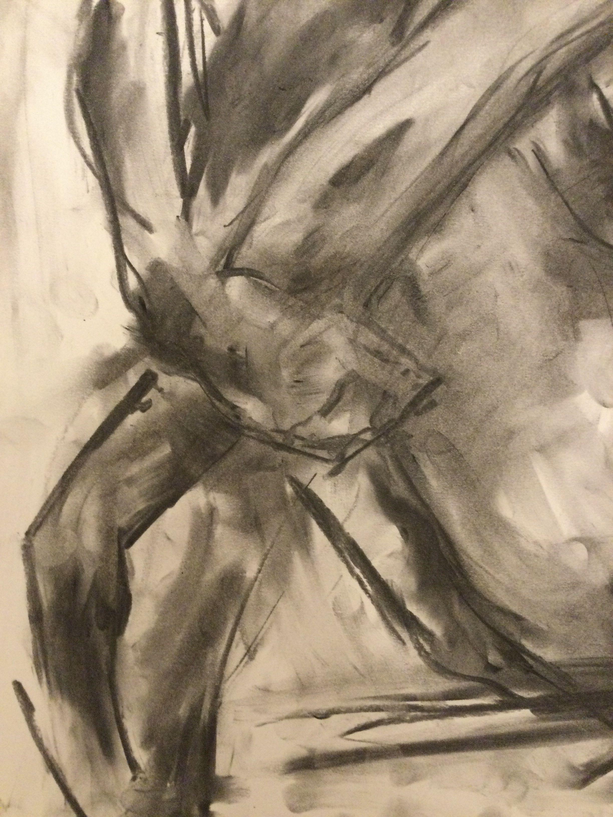 Dove, Drawing, Charcoal on Paper 2