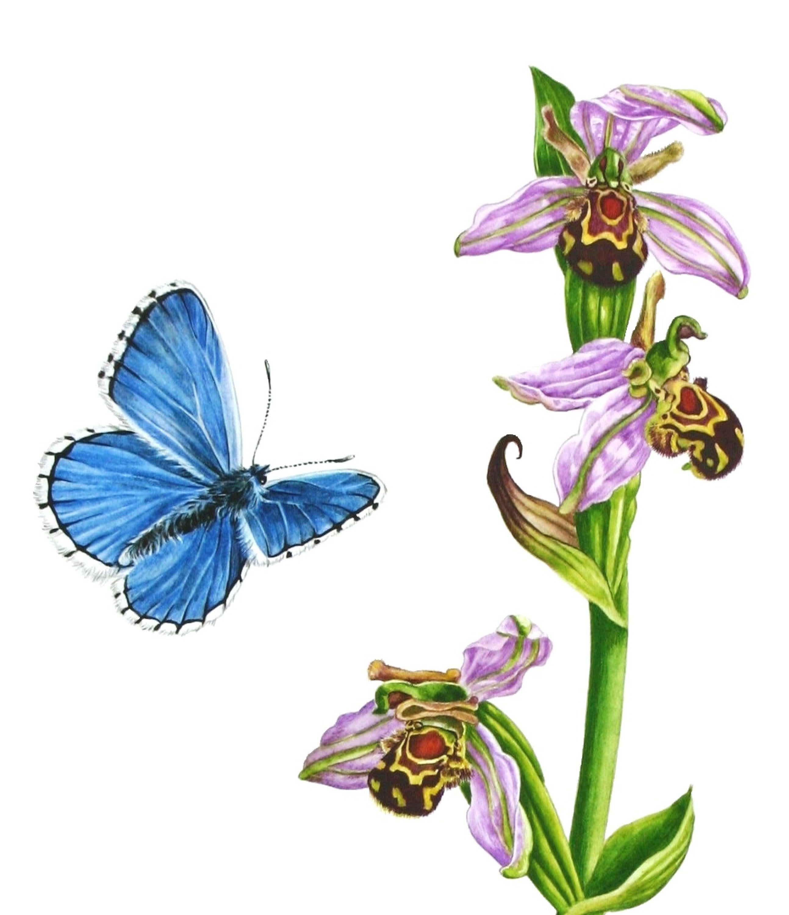 Orquídeas abeja, Pintura, Acuarela sobre papel de acuarela - Art Realista de Zoe Elizabeth Norman