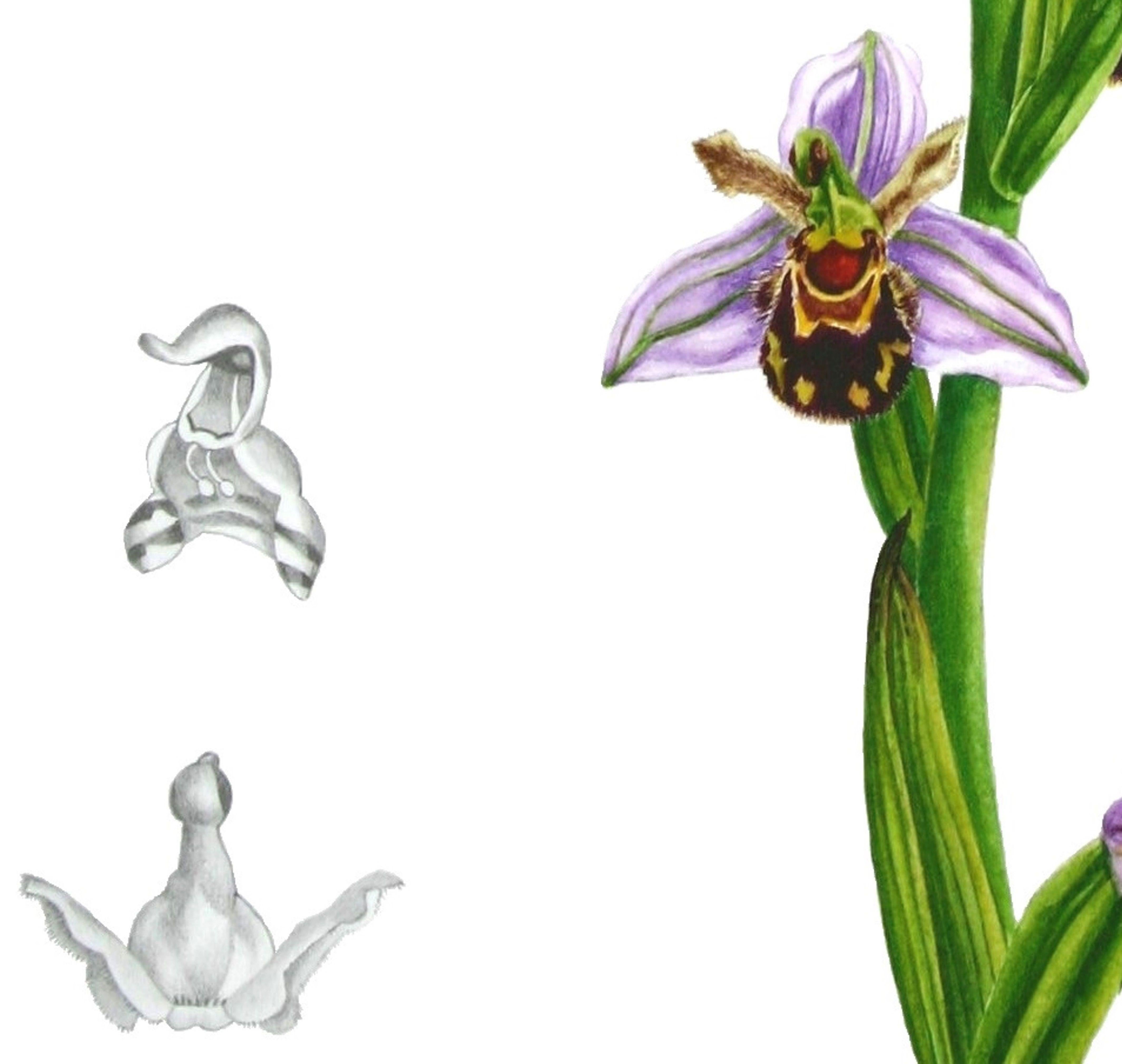 Ésta es una acuarela botánica que pinté utilizando bocetos y especímenes tomados de un prado protegido de flores silvestres en Norfolk. Las flores son muy complejas y diminutas, por lo que necesité una lupa. Los ricos y vibrantes colores se crearon