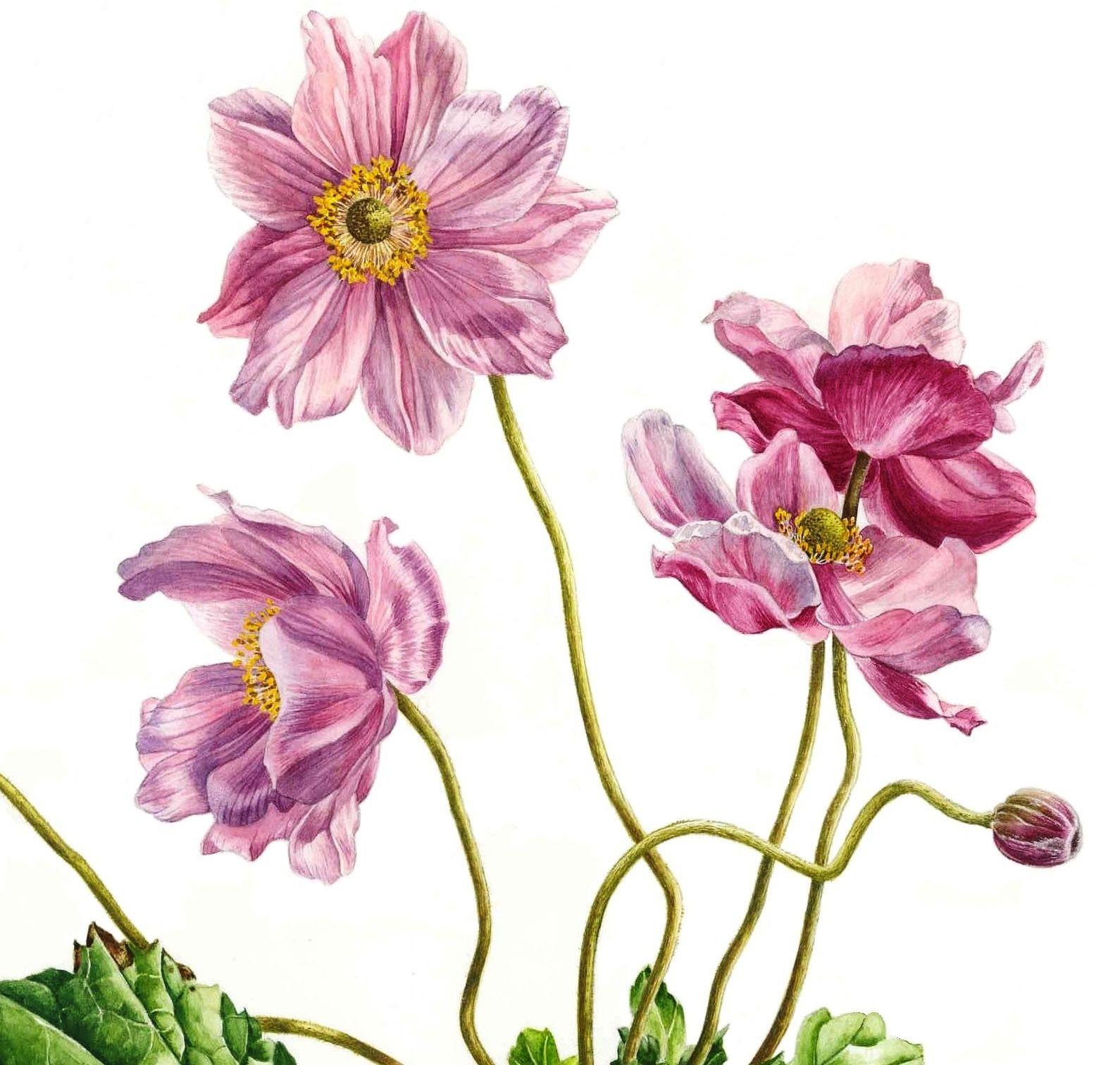 Wind Flowers, Painting, Watercolor on Paper - Realist Art by Zoe Elizabeth Norman