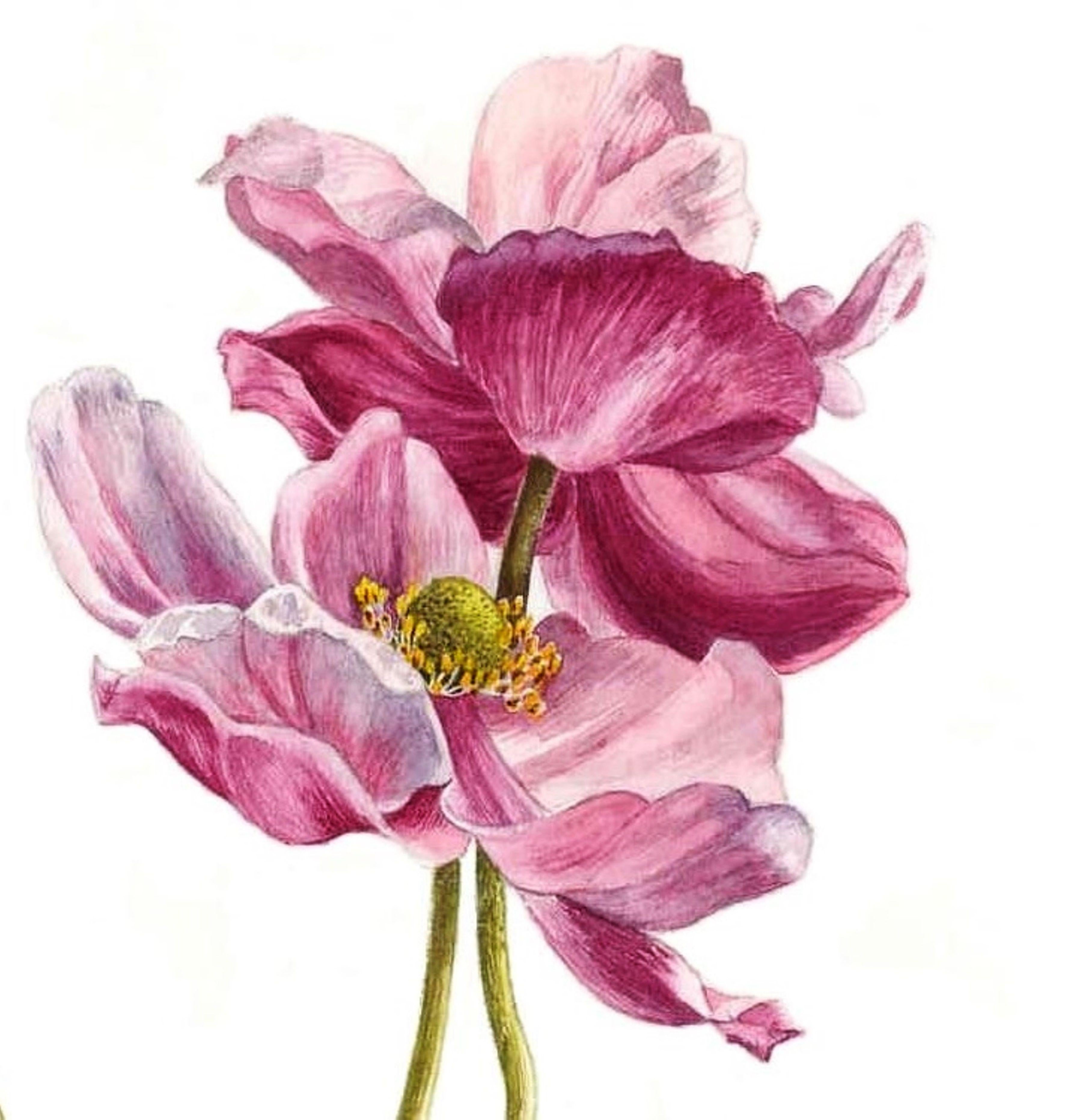 This original botanical painting features Japanese Anemones commonly known as 'Wind Flowers'. I loved painting these delicate pink flowers and especially enjoyed depicting the leaves. I used live flowers from my own garden to paint this botanical