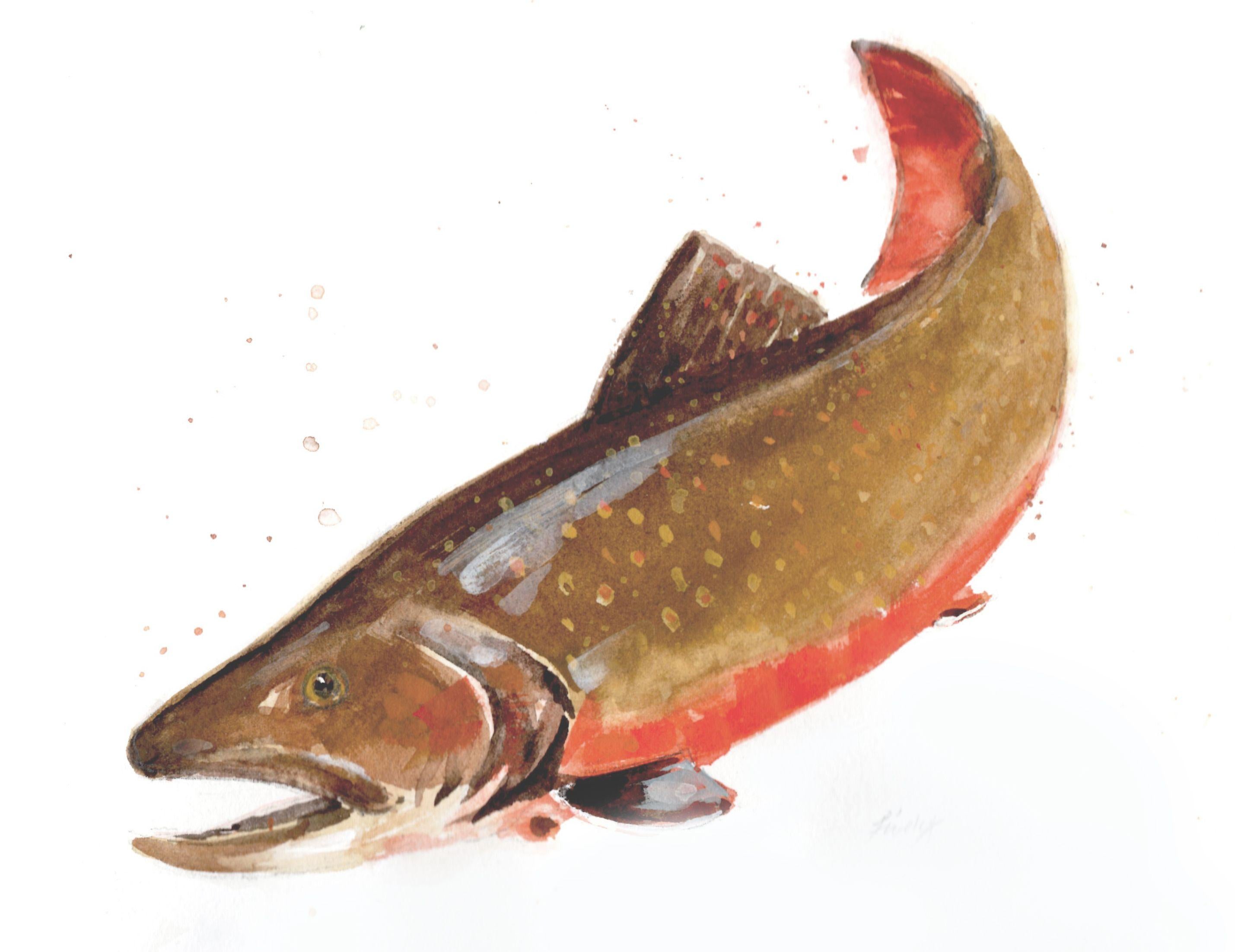 Brook Trout, Painting, Watercolor on Paper - Art by Anne  Lively