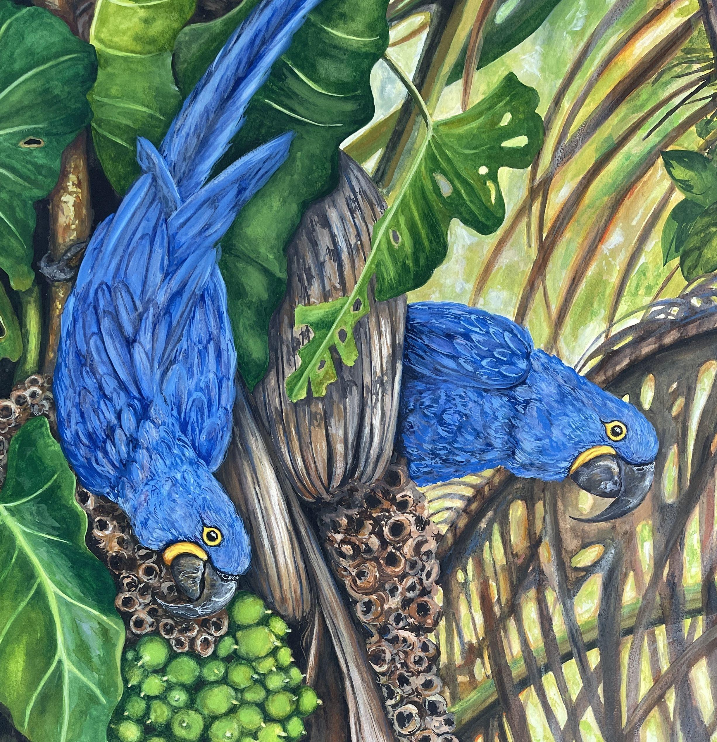 A highly detailed original watercolor painting of 2 hyacinth macaws feasting on acuri palm nuts which is one of their favorite foods.  These birds are native to central and eastern South America, they can be found in abundance in Pantanal, the