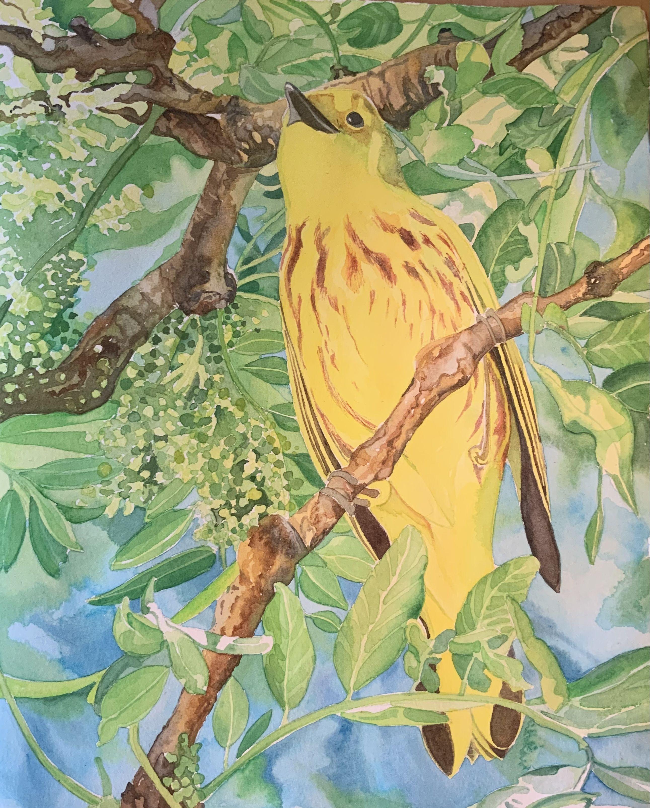 Yellow Warbler, Painting, Watercolor on Watercolor Paper - Art by Leslie White