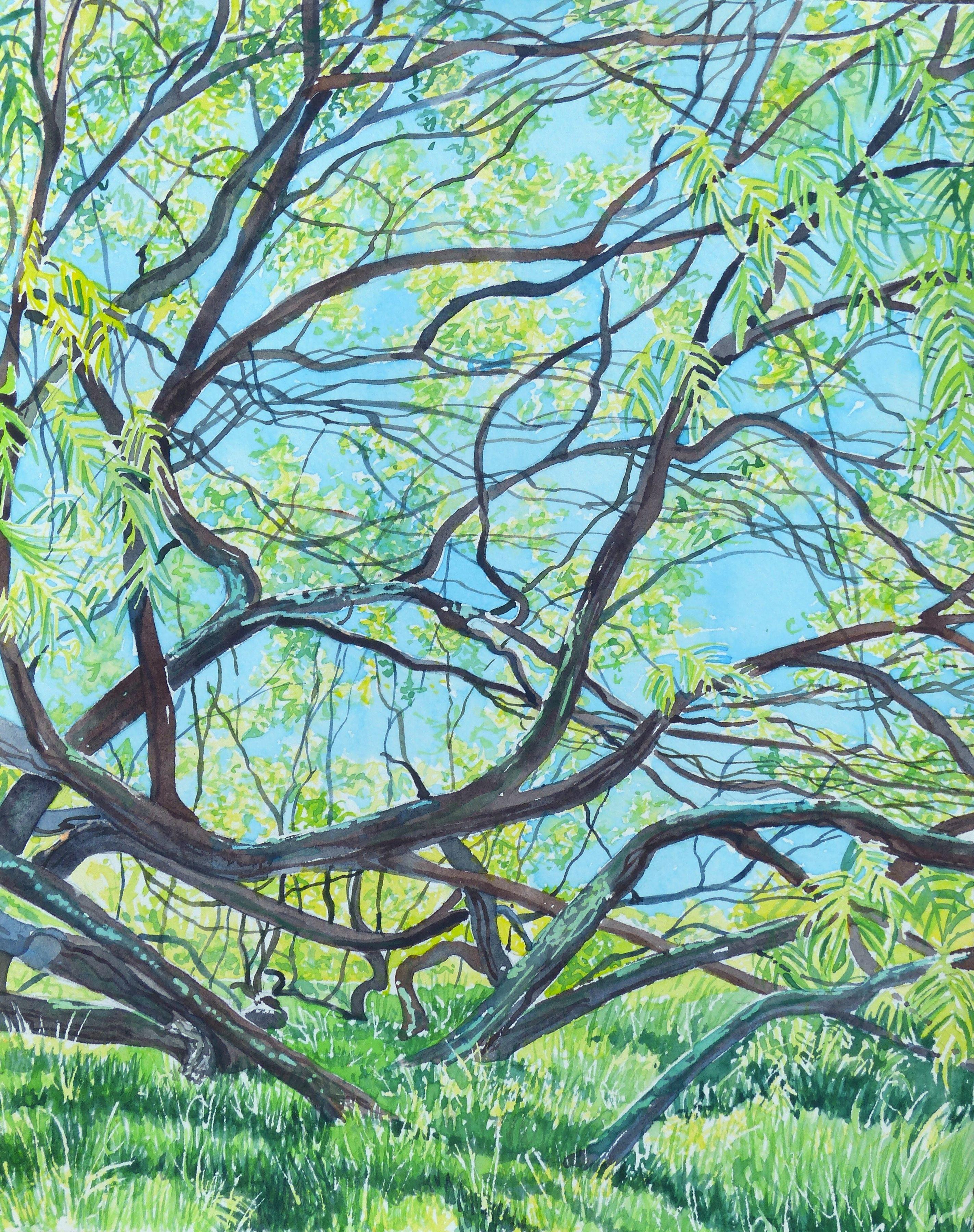 Ancient Mesquite Tree, Painting, Watercolor on Watercolor Paper - Art by Leslie White
