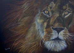 Lion (study), Drawing, Pencil/Colored Pencil on Paper