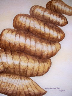 Bostrychoceras Fossil, Painting, Watercolor on Paper