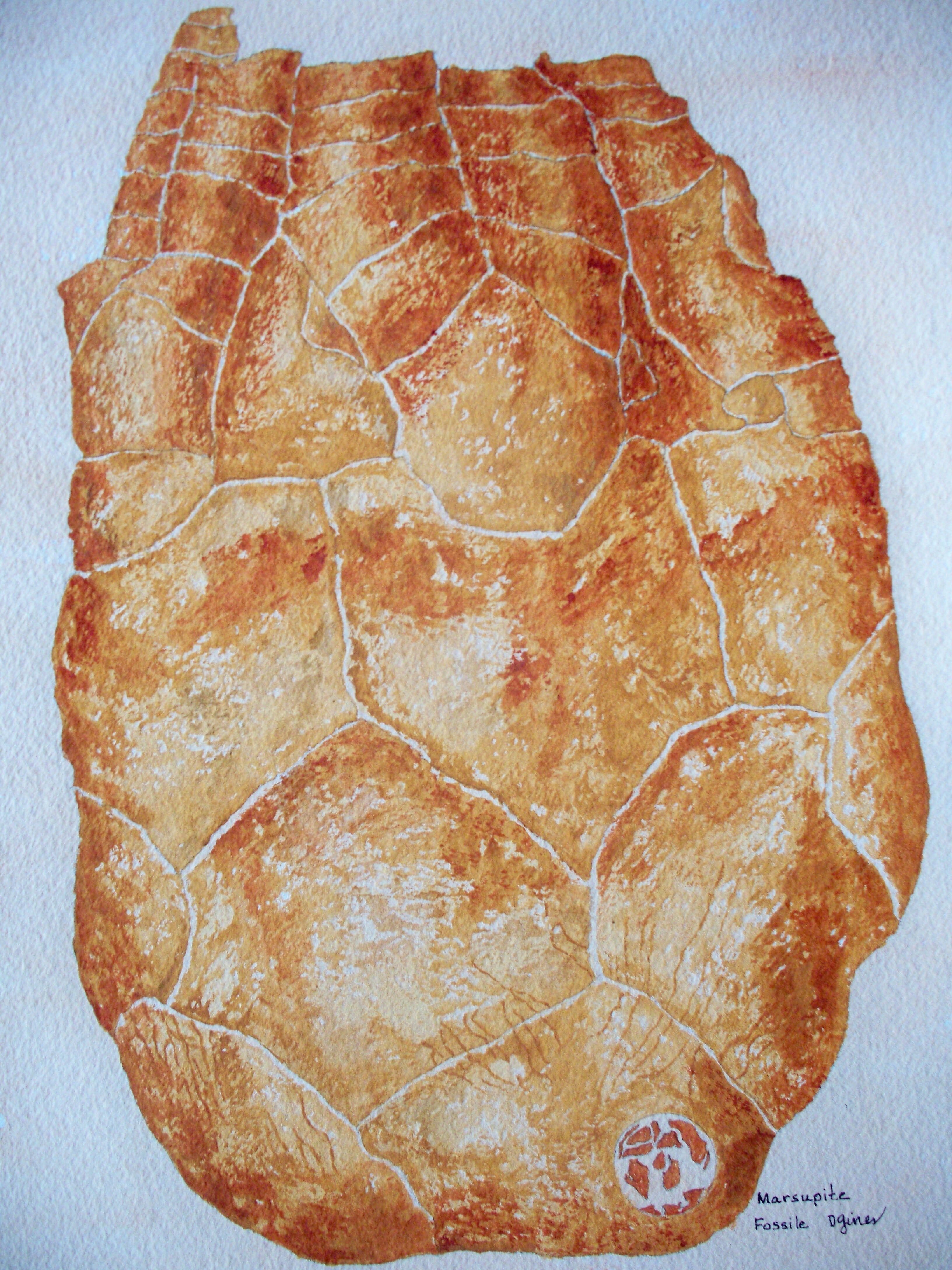 Marsupite Fossil, Painting, Watercolor on Paper - Art by Deon Gines