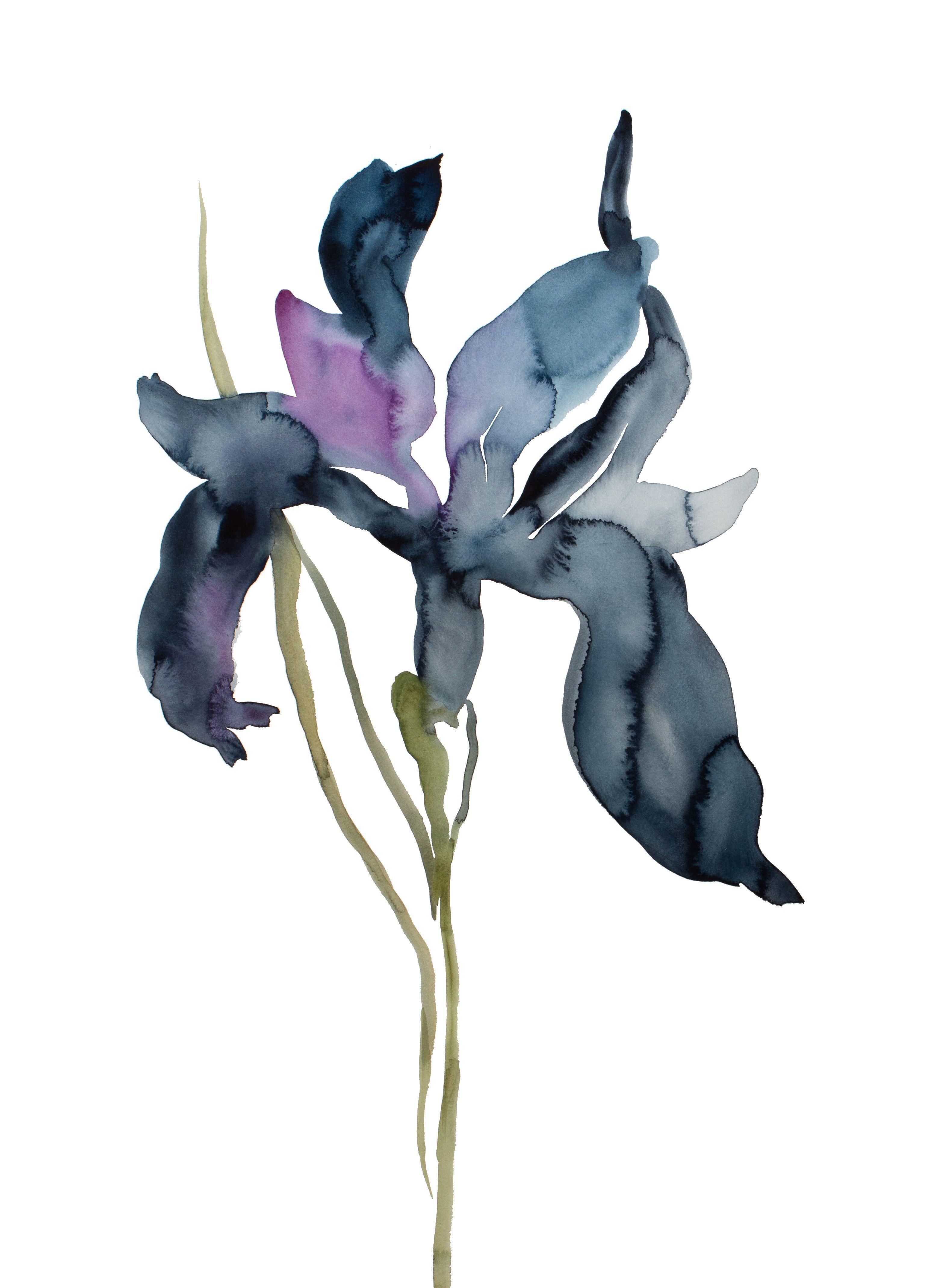Iris No. 195, Painting, Watercolor on Paper