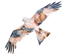 Flying Hawk, Painting, Watercolor on Paper