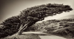 Pt. Reyes Tree, Photograph, Archival Ink Jet