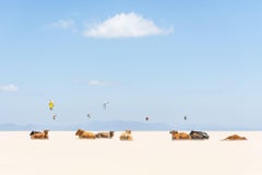 COWS AND KITES 2, Photograph, C-Type