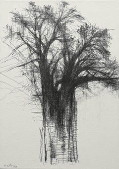 Baobab N5 by Calo Carratalá - Work on paper, graphite drawing, tree, Africa