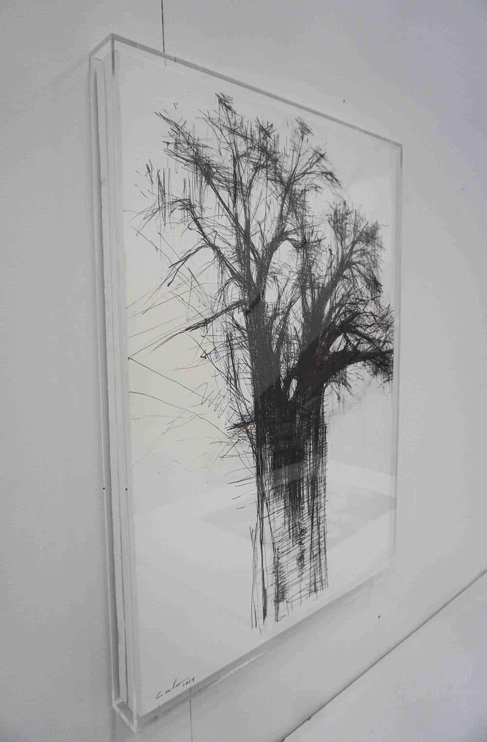 Baobab N5 by Calo Carratalá - Work on paper, graphite drawing, tree, Africa For Sale 1