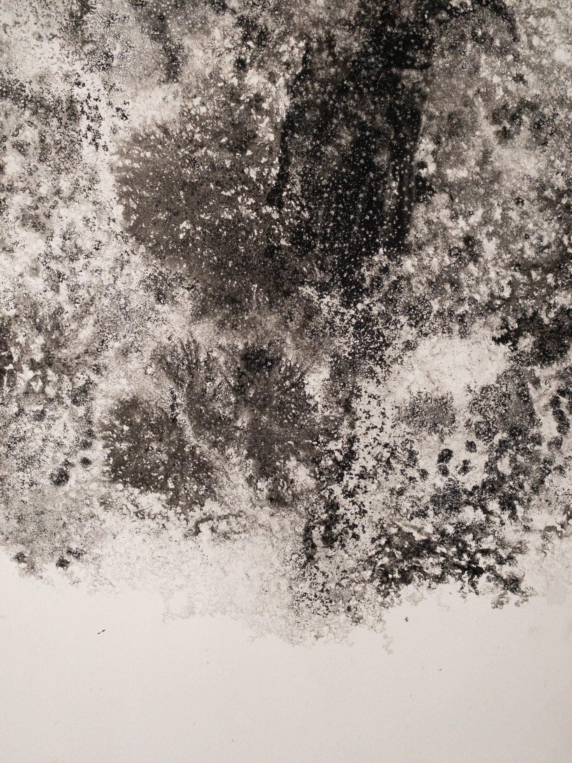 Air, light, matter (Abbaye de La Cambre n°34) de Yann Bagot - dessin à l'encre, forêt en vente 11