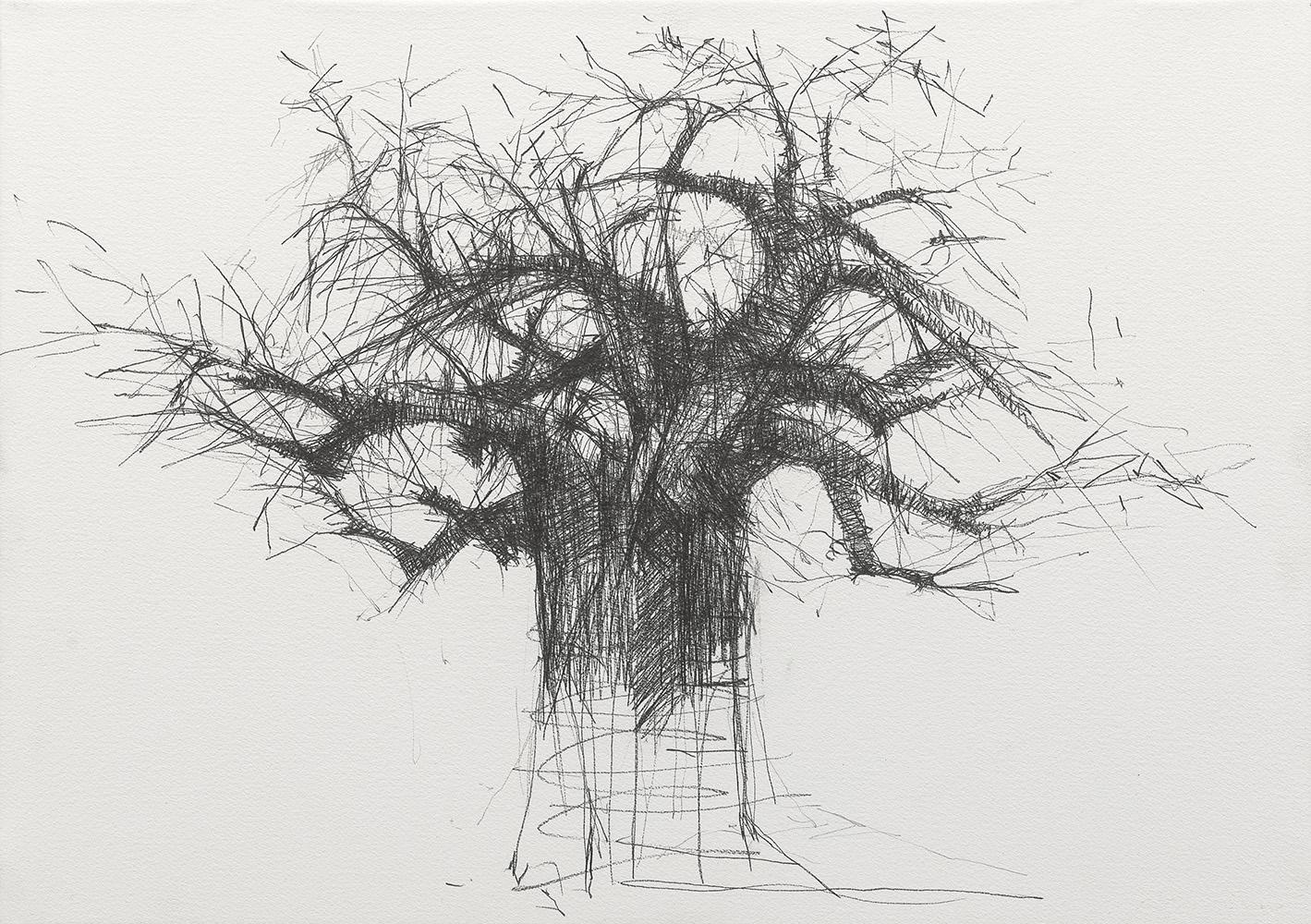 Baobab N7 is a unique graphite on paper Arches 360 gr, mounted on wood frame drawing by contemporary artist Calo Carratalá, dimensions are 46 × 65 cm (18.1 × 25.6 in). Dimensions of the framed artwork (methacrylate box) are 46 x 65 x 4 cm (18.1 x