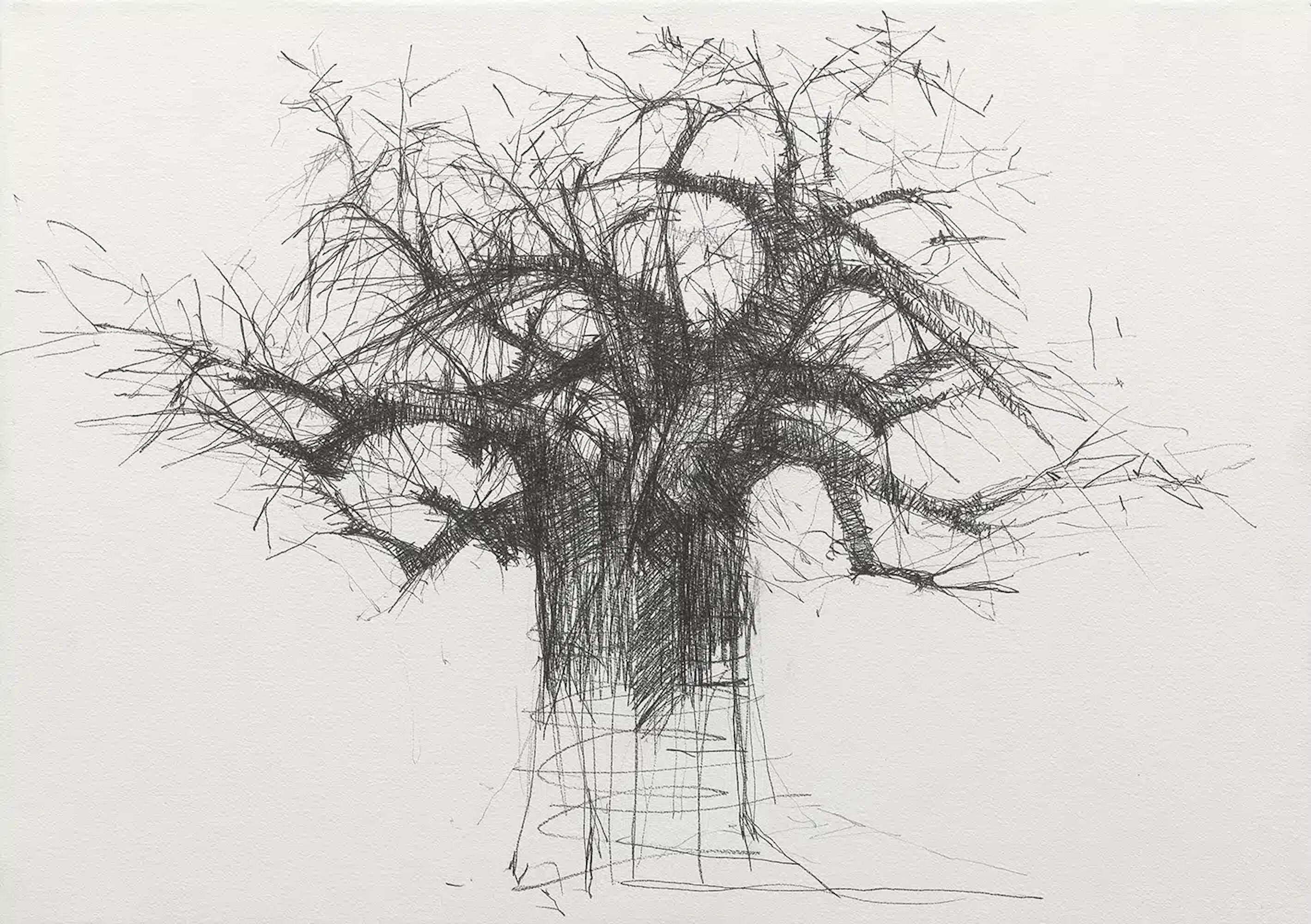 Baobab N7 di Calo Carratalá - Opera su carta, disegno a grafite, alberi, Africa