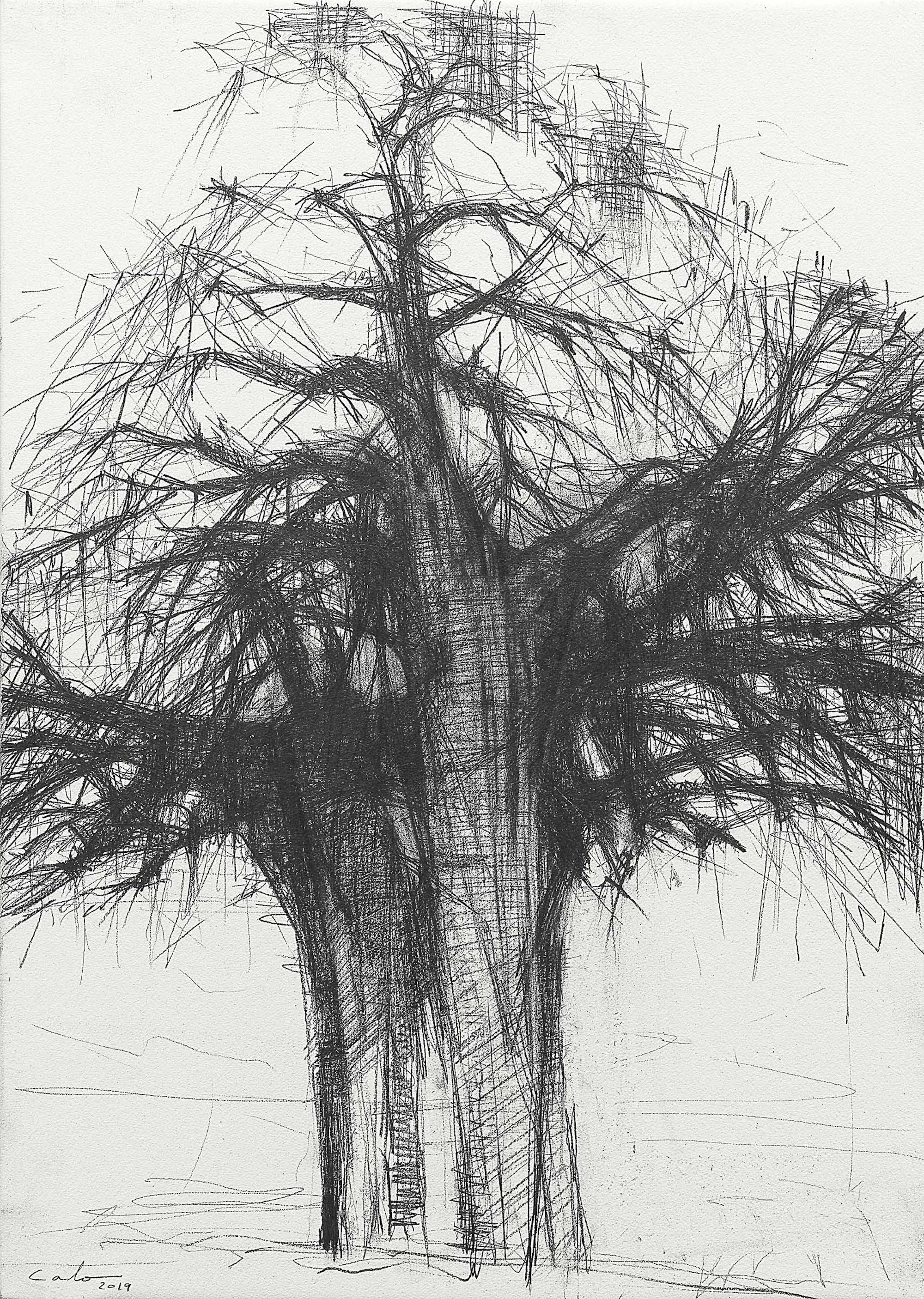 Baobab N6 by Calo Carratalá - black and white drawing, African trees