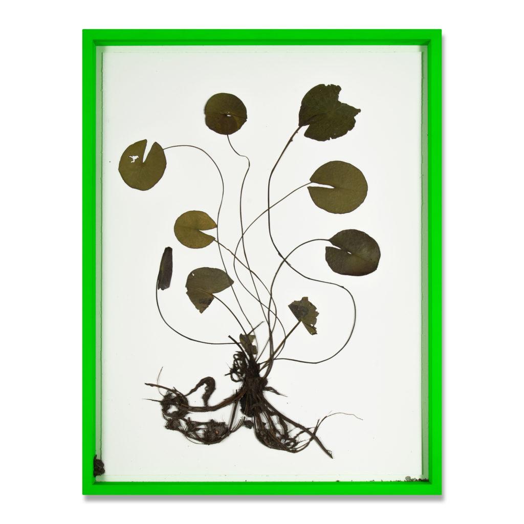 Herbarium -- Collage, Flowers, Unique, Neon Frame by Olafur Eliasson