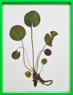 Herbarium - Collage, Fleurs, Cadre Unique, Neon par Olafur Eliasson