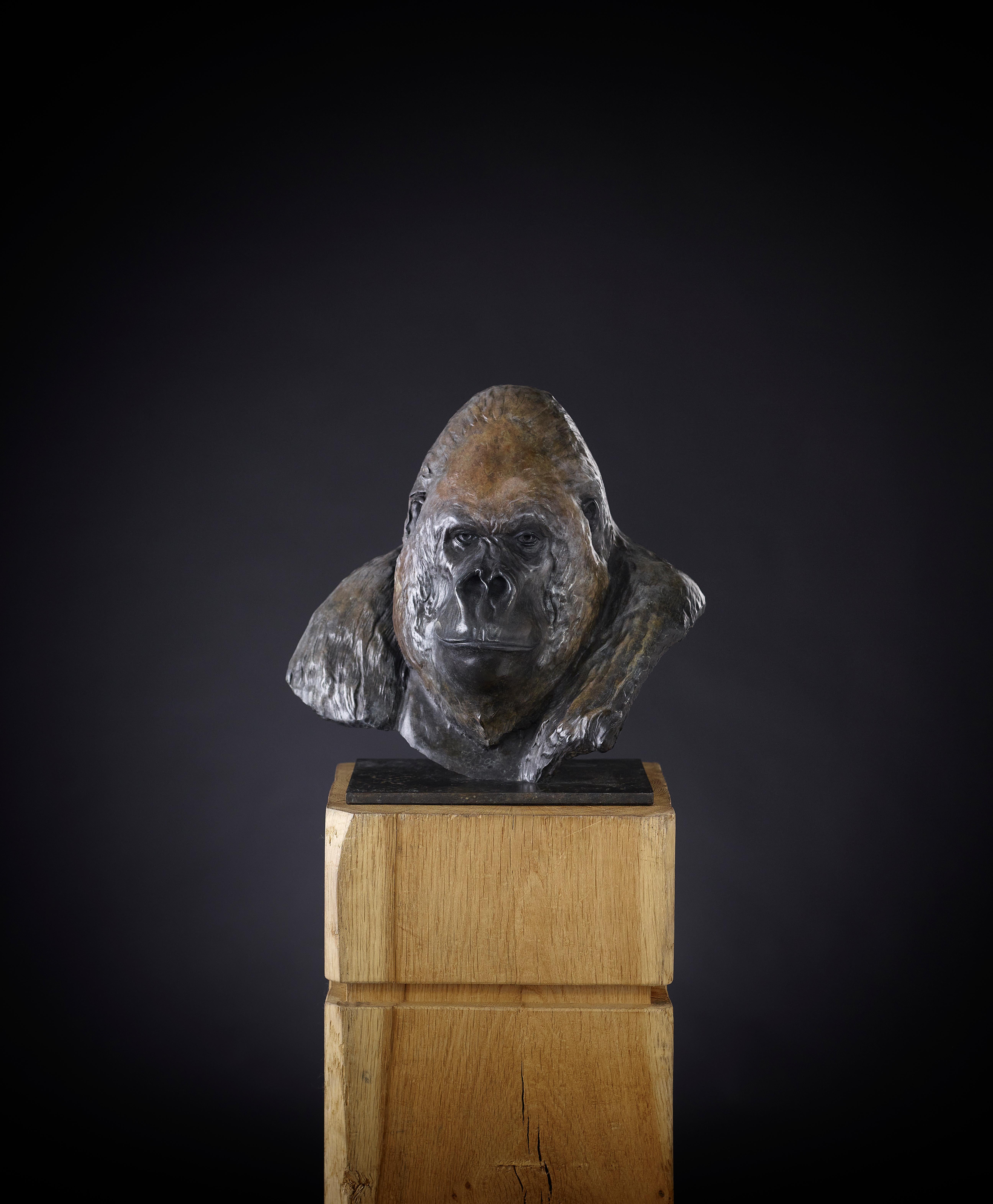 'Nico Jnr' by Tobias Martin is a Solid Bronze Animal Sculpture. Based on the famous Gorilla 'Nico' who was the largest and oldest Silverback Gorilla kept in captivity. 

Tobias Martin was born in 1972 in Wiltshire, 12 miles from Stonehenge.