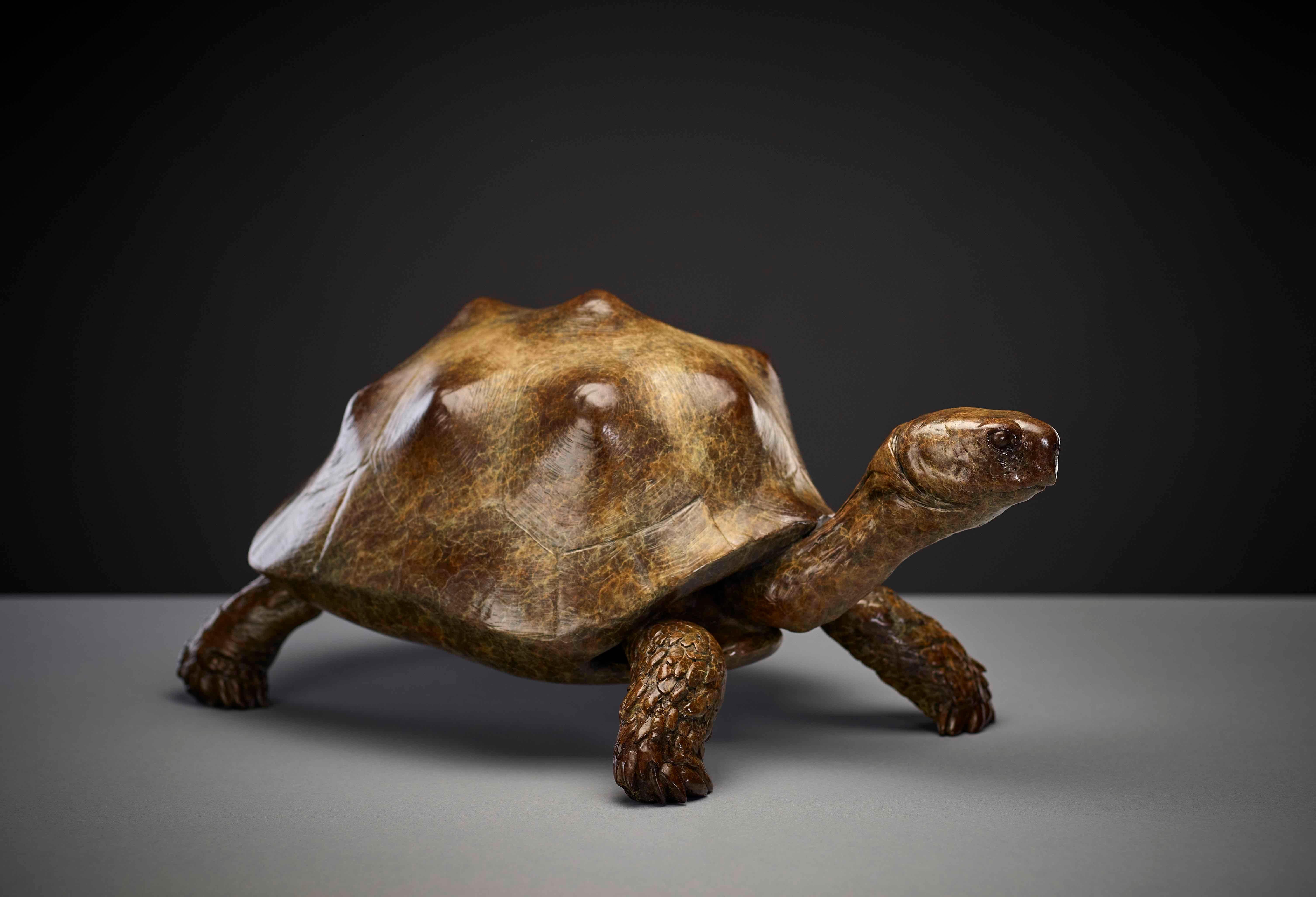 clay modelling tortoise