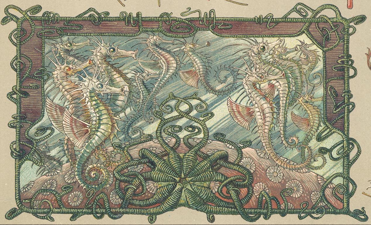 Psychedelic starfish sea creatures coral German Art Nouveau lithograph, 1896 - Print by Anton Seder