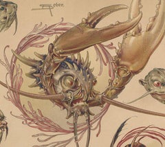 Psychedelic Sea creatures, Crabs - German Art Nouveau lithograph, 1896