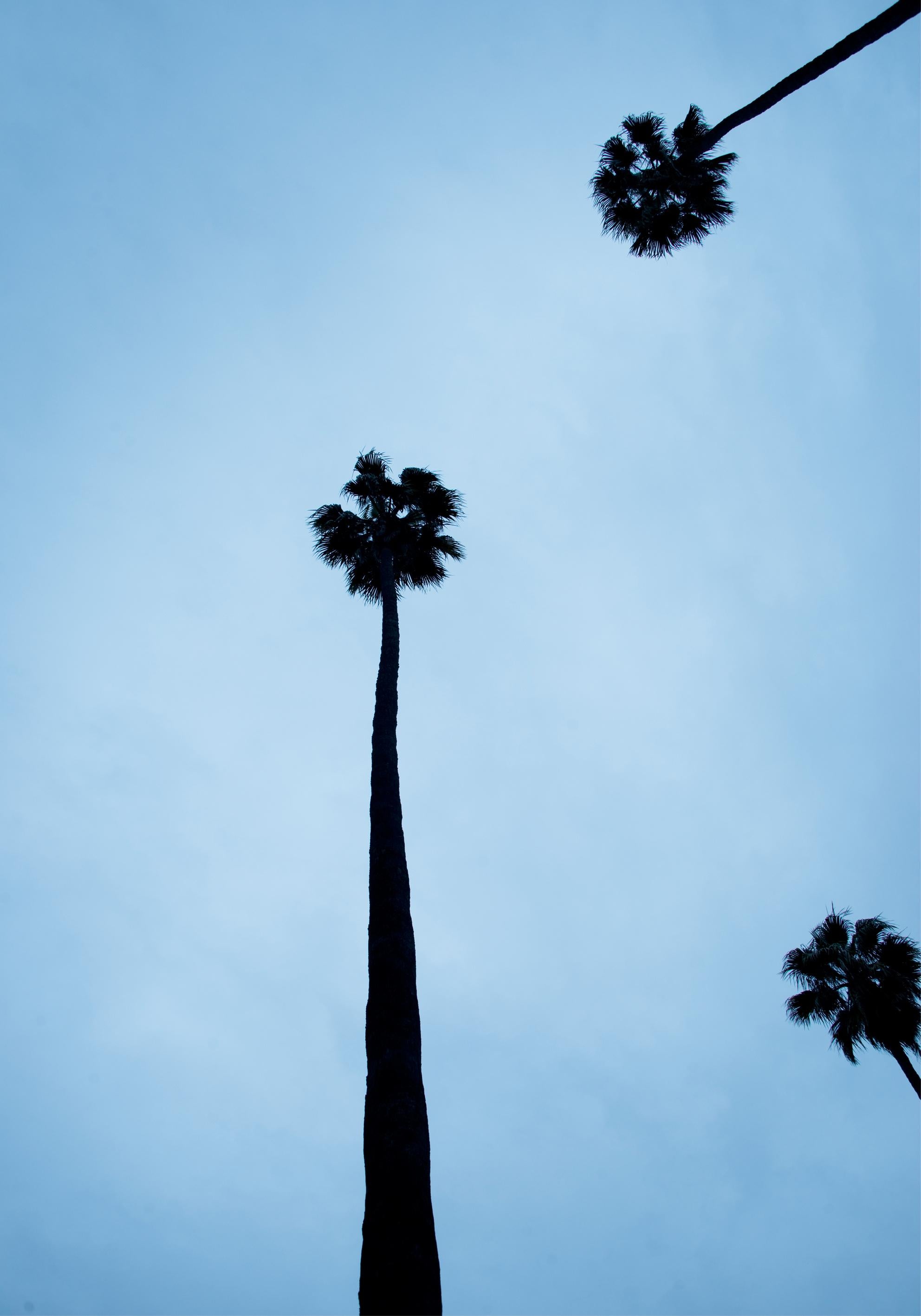 Photo van Bolderick Landscape Photograph - Venice Beach Blue Palmtrees
