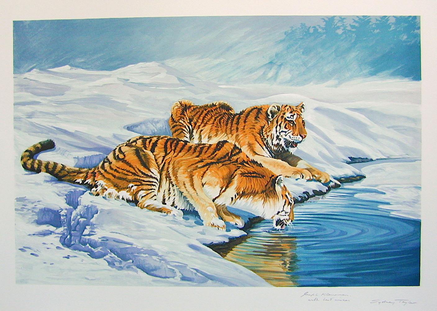 Sydney Taylor Animal Print - SIBERIAN TIGERS Hand Drawn Lithograph, Endangered Species, Tiger Portrait