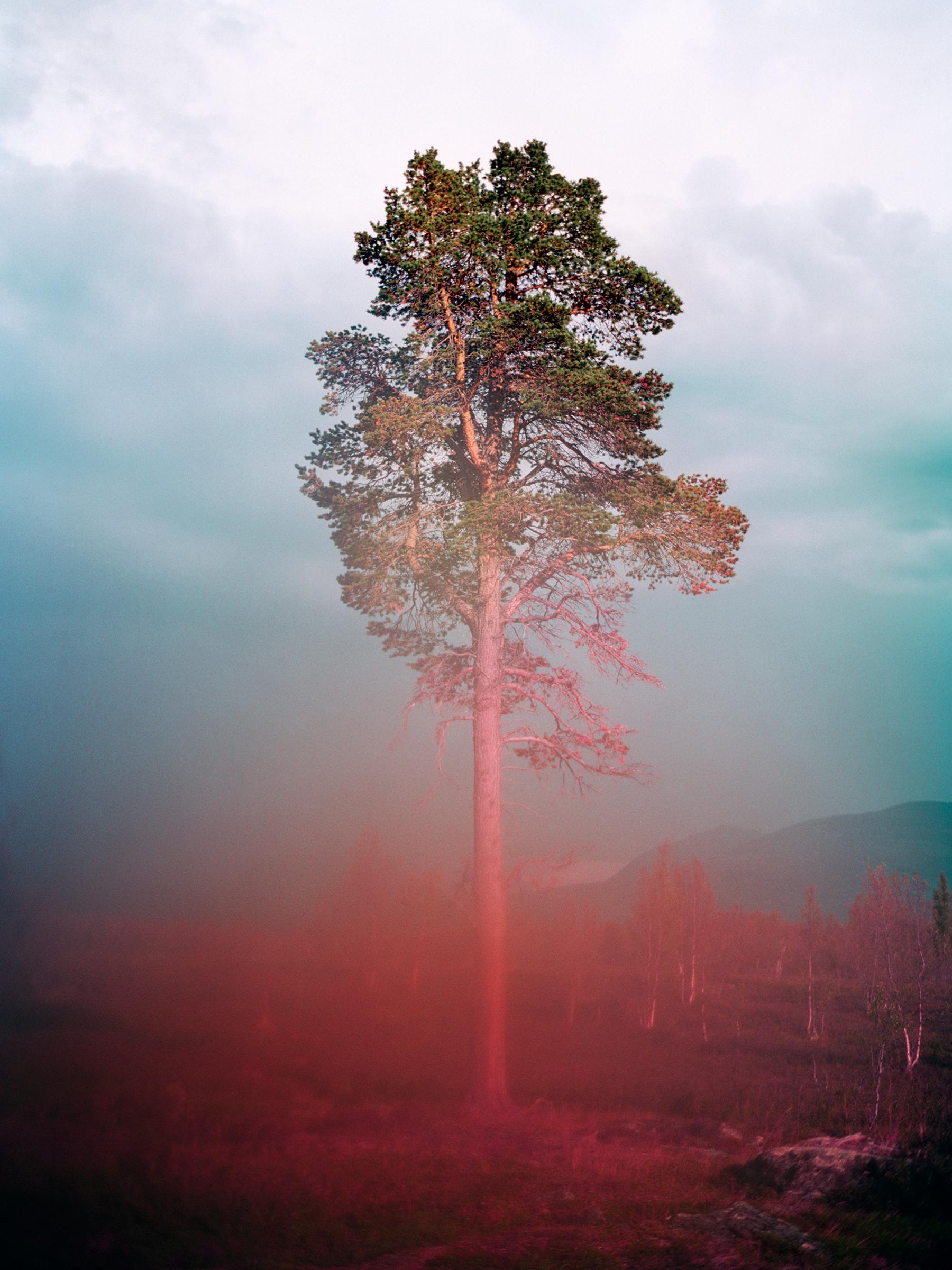Tommy Kwak Color Photograph - "Tree 4" - contemporary photograph, nature