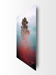 "Tree 4" - contemporary photograph, nature