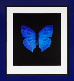 Damien Hirst, Blauer Schmetterling, Radierung, 2008