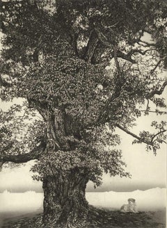 Spirit of the Woods XXXVII(A lone dog sits like a sentinel beneath a large tree)