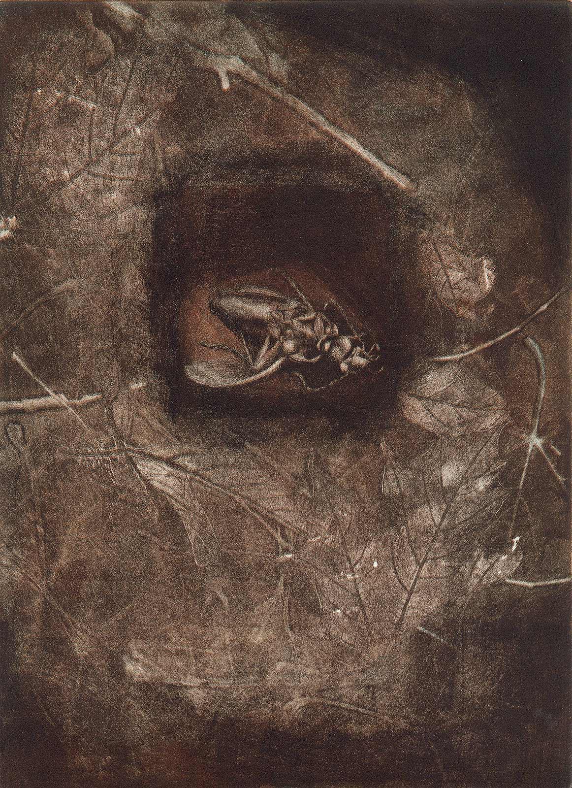 Landscape Print di Lois Ward - Scarafaggio schiacciato / Serie Fragile