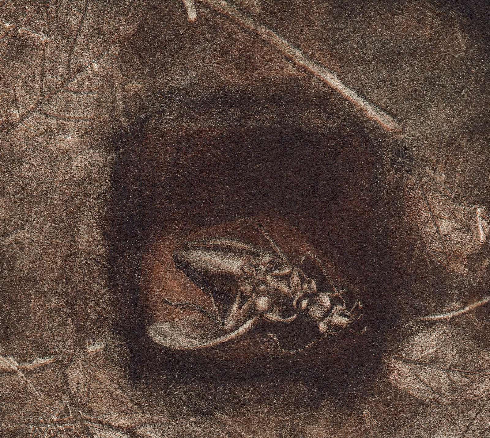 Crushed Beetle / Fragile-Serie – Print von Lois Ward