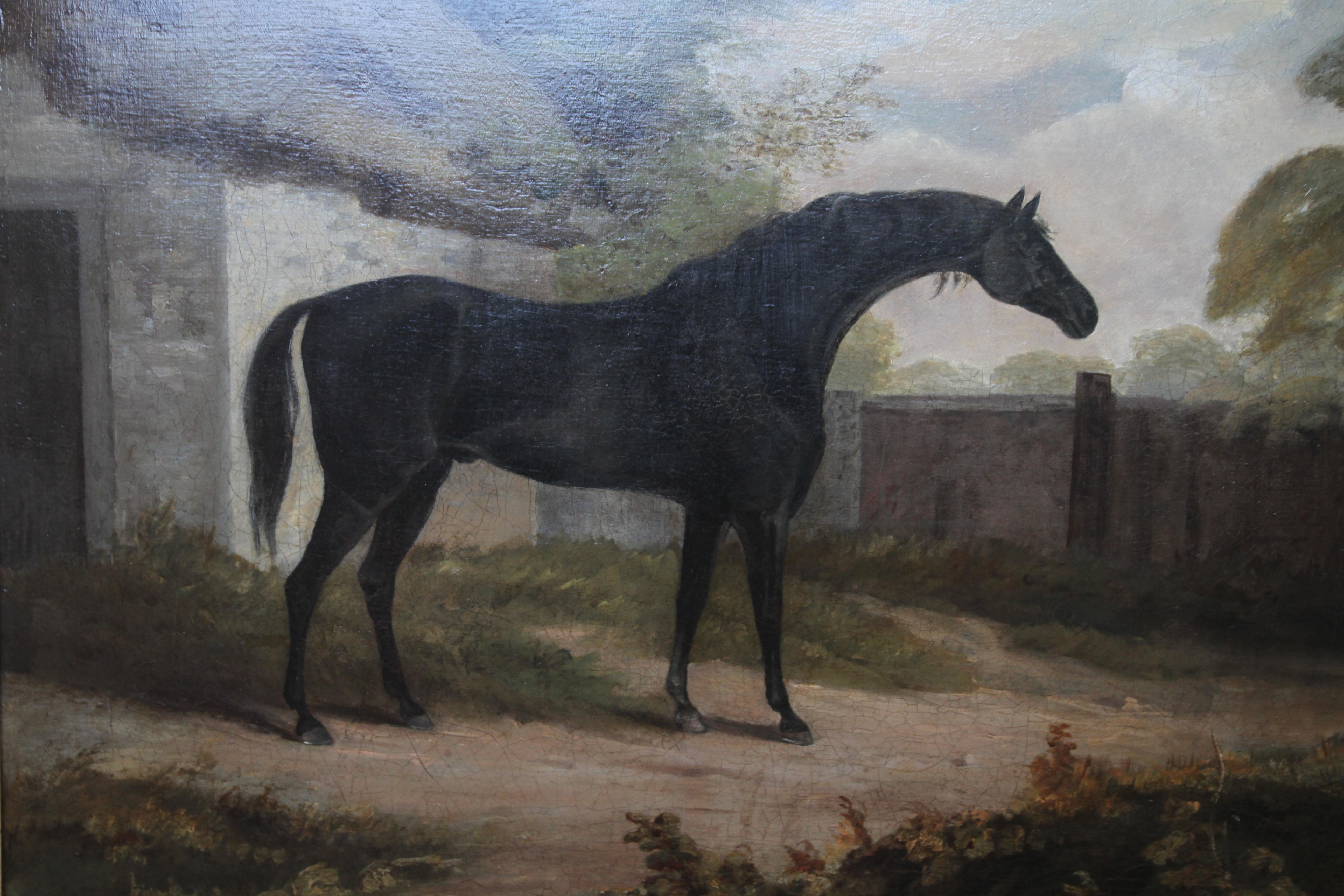 Trumpator Black Racehorse - British Old Master oil painting pupil Joshua Reynold 1