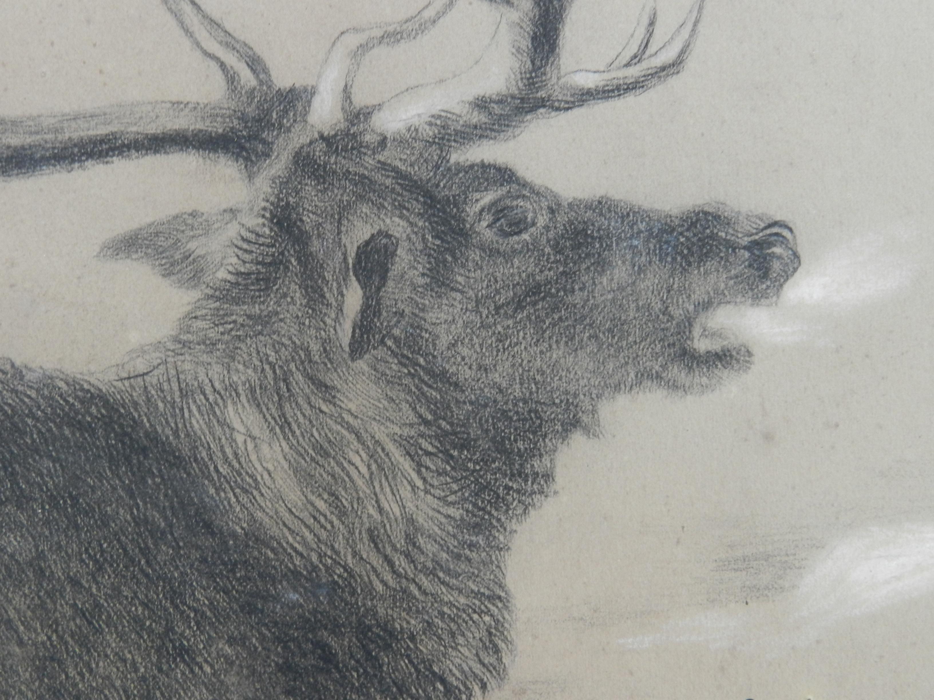 Moose Charcoal Painting by Richard Cockle Lucas 1878 English Signed 19th Century - Gray Animal Art by Ricahrd Cockle Lucas