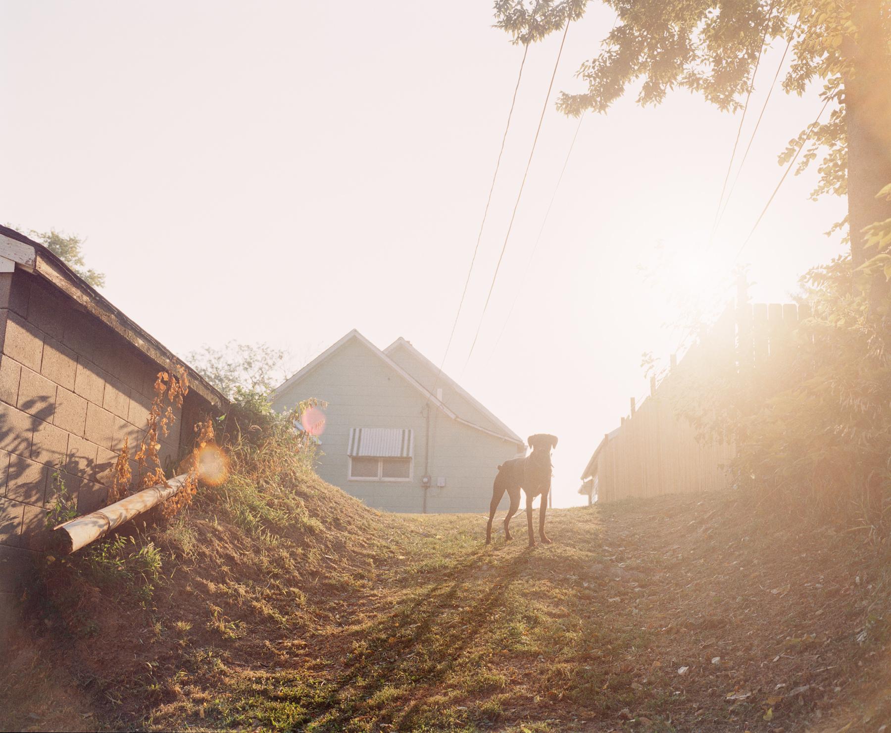 Color Photograph Gregory Halpern - Livre de croquis d'Omaha : Dog on Hill (Sunrise), Omaha, NE - Photographie contemporaine