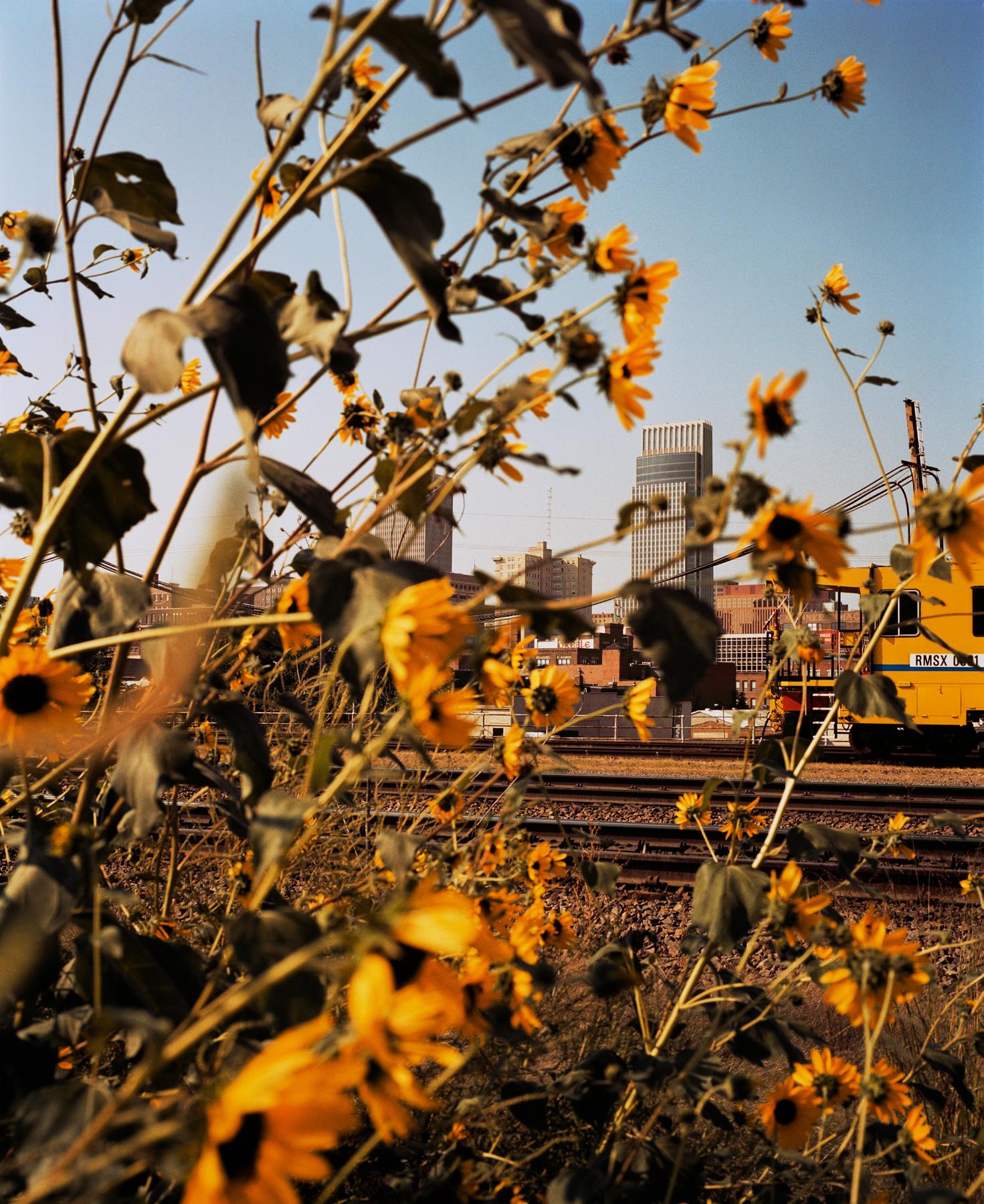 Gregory Halpern Color Photograph - Omaha Sketchbook: Omaha, NE (Downtown Through Sunflowers) - Photography