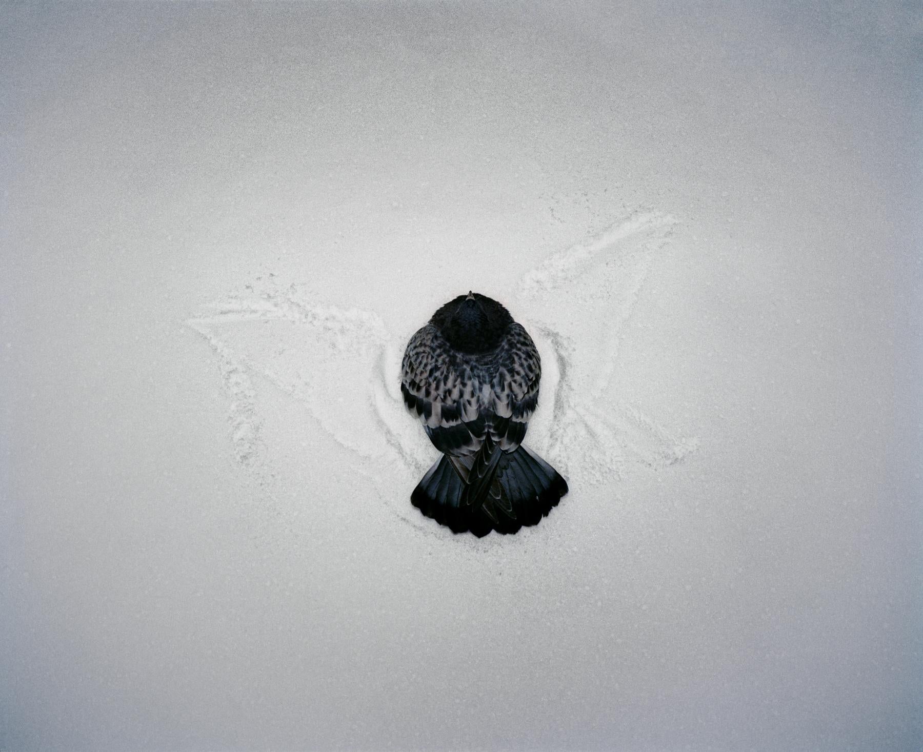 Gregory Halpern Color Photograph - Omaha Sketchbook: Omaha, NE (Pigeon in Snow) - Contemporary Photography