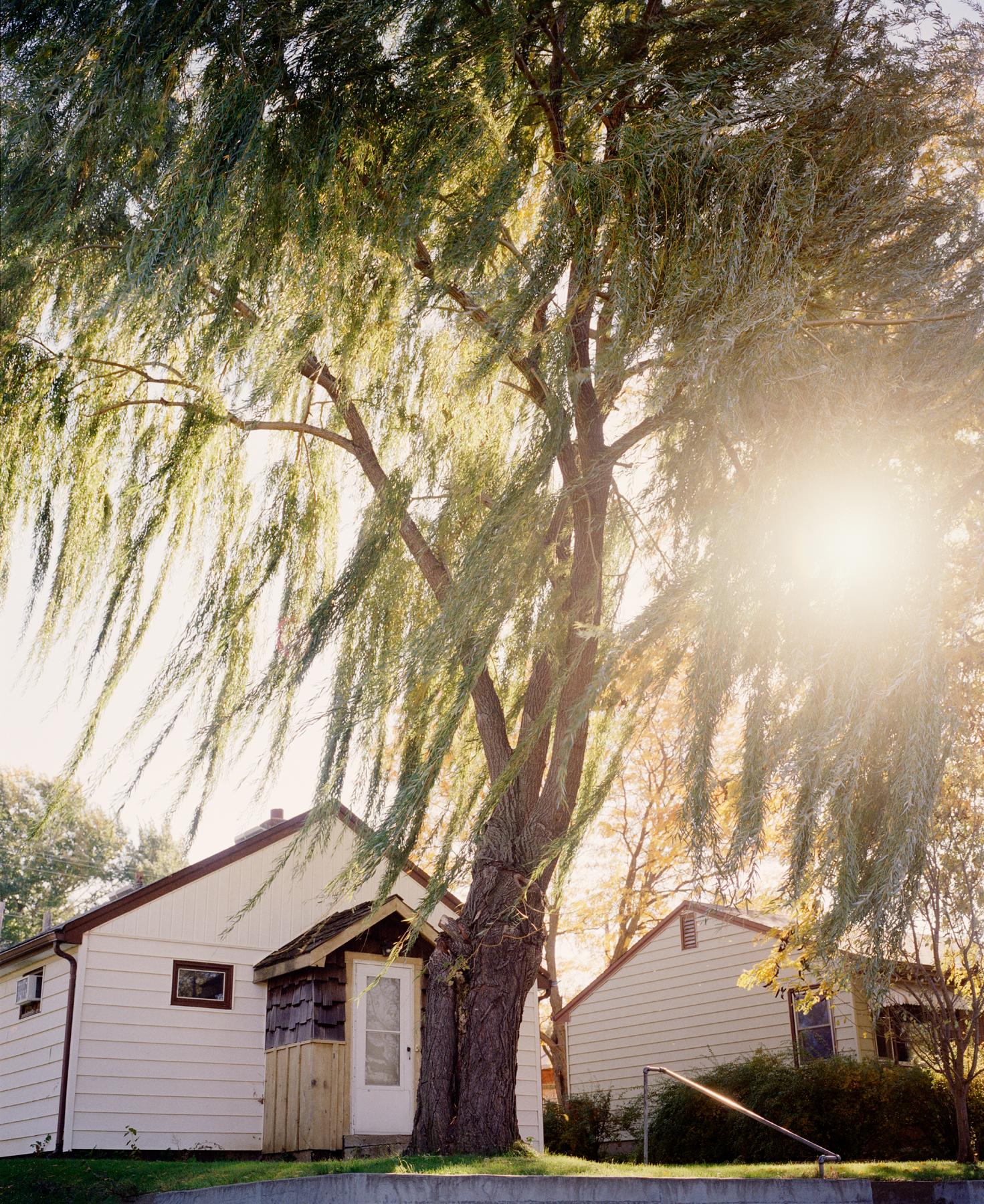 Color Photograph Gregory Halpern - Livre de croquis d'Omaha : Omaha, NE (Sun Through Willows) - Photographie contemporaine