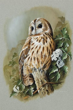 Terance James Bond (b. 1946) - 20th Century Gouache, Study of a Tawny Owl
