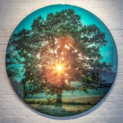 Photographie, Impression sur métal, paysage, arbre, techniques mixtes, Collin R.