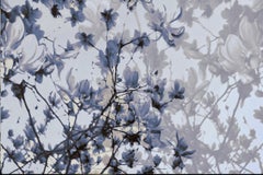 The Fullest Bloom in Lavender By Layla Love, Contemporary Photography, 2015