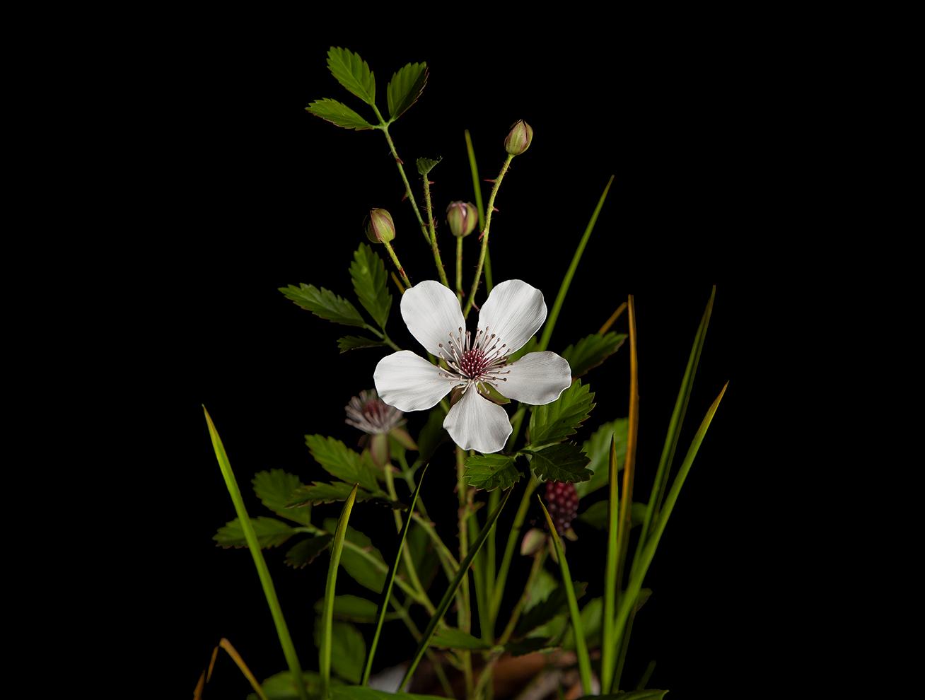 Southern Dewberry - Contemporary Sculpture by Trailer McQuilkin