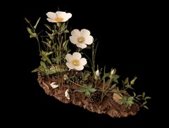 Cherokee Rose